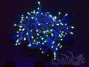 WYSIWYG Euphyllia glabrescens (Mariculture acclimaté sous LED) 8G2