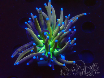 WYSIWYG Euphyllia glabrescens (Mariculture acclimaté sous LED) 8G4
