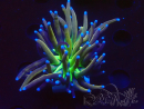 WYSIWYG Euphyllia glabrescens (Mariculture acclimaté sous LED) 8G4