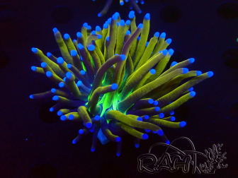 WYSIWYG Euphyllia glabrescens (Mariculture acclimaté sous LED) 8G6