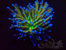 WYSIWYG Euphyllia glabrescens (Mariculture acclimaté sous LED) 8G7