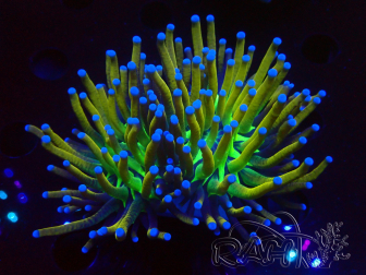 WYSIWYG Euphyllia glabrescens Tiger (Mariculture acclimaté sous LED) 8H2