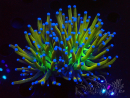 WYSIWYG Euphyllia glabrescens Tiger (Mariculture acclimaté sous LED) 8H2