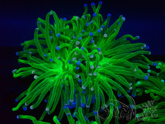 WYSIWYG Euphyllia glabrescens Tiger (Mariculture acclimaté sous LED) 8H3