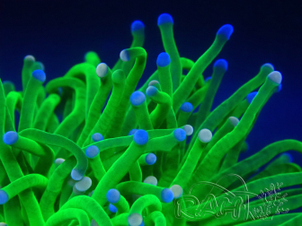 WYSIWYG Euphyllia glabrescens Tiger (Mariculture acclimaté sous LED) 8H3