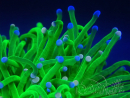 WYSIWYG Euphyllia glabrescens Tiger (Mariculture acclimaté sous LED) 8H3