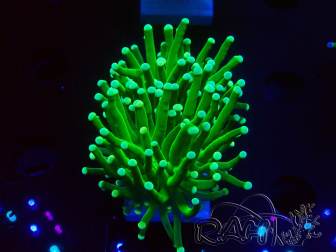 WYSIWYG Euphyllia glabrescens (Mariculture acclimaté sous LED) 8I2