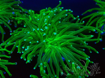 WYSIWYG Euphyllia glabrescens (Maricultura aclimatada bajo LED) 8I3