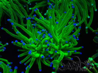WYSIWYG Euphyllia glabrescens (Mariculture acclimaté sous LED) 8I5