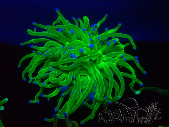 WYSIWYG Euphyllia glabrescens (Mariculture acclimaté sous LED) 8J2