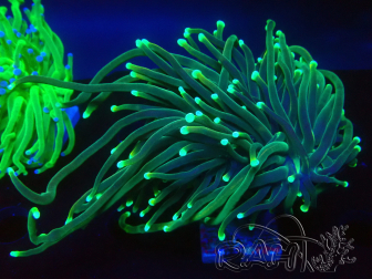 WYSIWYG Euphyllia glabrescens (Mariculture acclimaté sous LED) 8K3