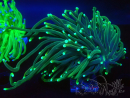 WYSIWYG Euphyllia glabrescens (Mariculture acclimated under LED) 8K3
