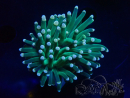 WYSIWYG Euphyllia glabrescens (Mariculture acclimated under LED) 8B6