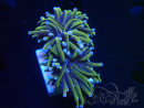 WYSIWYG Euphyllia glabrescens (Mariculture acclimaté sous LED) 8D3