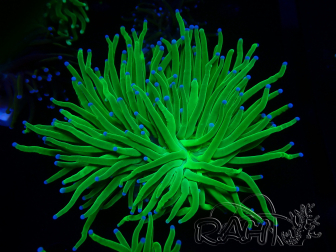 WYSIWYG Euphyllia glabrescens (Mariculture acclimaté sous LED) 8D8