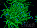 WYSIWYG Euphyllia glabrescens  (Mariculture acclimaté sous LED) 8E1