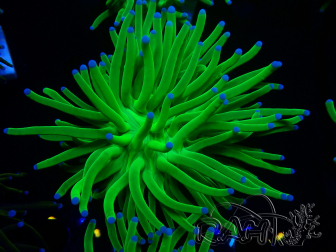WYSIWYG Euphyllia glabrescens (Mariculture acclimated under LED) 8E3