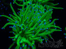 WYSIWYG Euphyllia glabrescens (Mariculture acclimaté sous LED) 8E2
