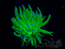 WYSIWYG Euphyllia glabrescens (Mariculture acclimaté sous LED) 8E5