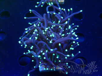 WYSIWYG Euphyllia glabrescens (Mariculture acclimaté sous LED) 8F6