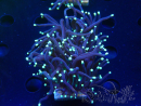 WYSIWYG Euphyllia glabrescens (Mariculture acclimaté sous LED) 8F6
