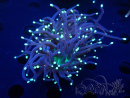 WYSIWYG Euphyllia glabrescens (Mariculture acclimaté sous LED) 8G1