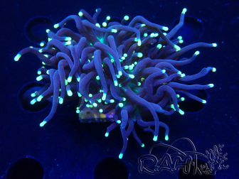 WYSIWYG Euphyllia glabrescens (Mariculture acclimaté sous LED) 8G2