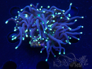 WYSIWYG Euphyllia glabrescens (Mariculture acclimaté sous LED) 8G2
