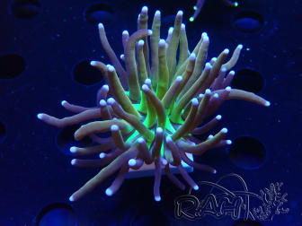 WYSIWYG Euphyllia glabrescens (Mariculture acclimaté sous LED) 8G4