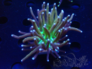 WYSIWYG Euphyllia glabrescens (Mariculture acclimated under LED) 8G4