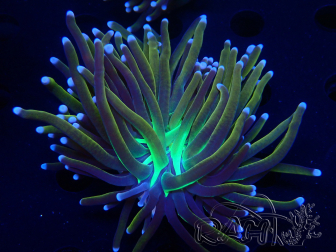 WYSIWYG Euphyllia glabrescens (Mariculture acclimaté sous LED) 8G6