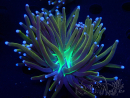 WYSIWYG Euphyllia glabrescens (Mariculture acclimaté sous LED) 8G6