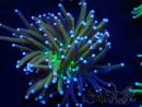 WYSIWYG Euphyllia glabrescens (Mariculture acclimaté sous LED) 8G7