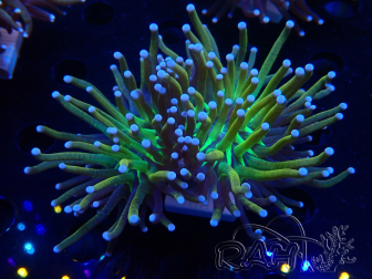 WYSIWYG Euphyllia glabrescens Tiger (Mariculture acclimaté sous LED) 8H2