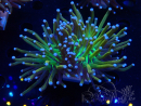 WYSIWYG Euphyllia glabrescens Tiger (Mariculture acclimaté sous LED) 8H2