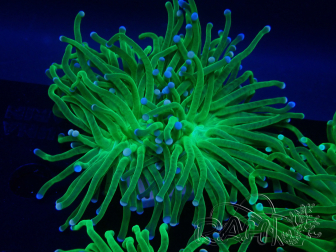 WYSIWYG Euphyllia glabrescens Tiger (Mariculture acclimaté sous LED) 8H3