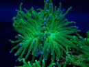 WYSIWYG Euphyllia glabrescens Tiger (Mariculture acclimaté sous LED) 8H3