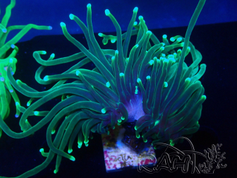 WYSIWYG Euphyllia glabrescens (Mariculture acclimaté sous LED) 8K3