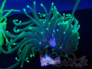 WYSIWYG Euphyllia glabrescens (Mariculture acclimaté sous LED) 8K3