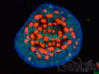 WYSIWYG - RAH Mycedium Ladybug 23B3