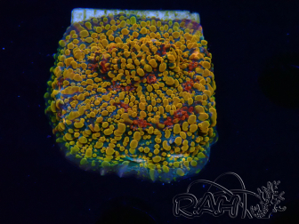 WYSIWYG - CC Cloudberry Chalice 23F7