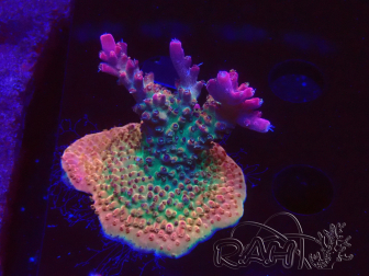 WYSIWYG- RAH Acropora Princess 5A1