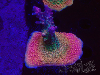 WYSIWYG- RAH Acropora Princess 5A2