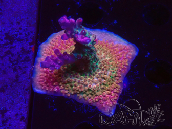 WYSIWYG- RAH Acropora Princess 5A3