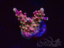 WYSIWYG MH Acropora Red Robin 5A8