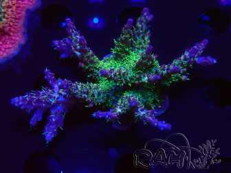 WYSIWYG- RAH Acropora Purple Haze 5B1