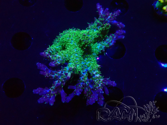 WYSIWYG- RAH Acropora Purple Haze 5B2