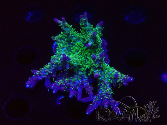 WYSIWYG- RAH Acropora Purple Haze 5B3