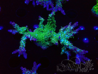 WYSIWYG- RAH Acropora Purple Haze 5B4