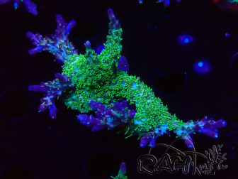 WYSIWYG- RAH Acropora Purple Haze 5B5
